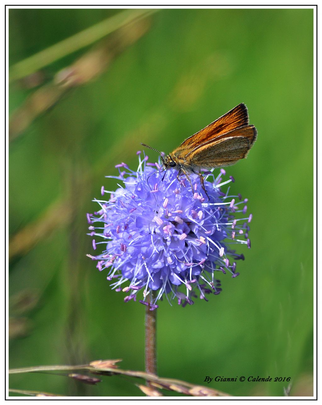 Thymelicus sylvestris? Hesperiidae